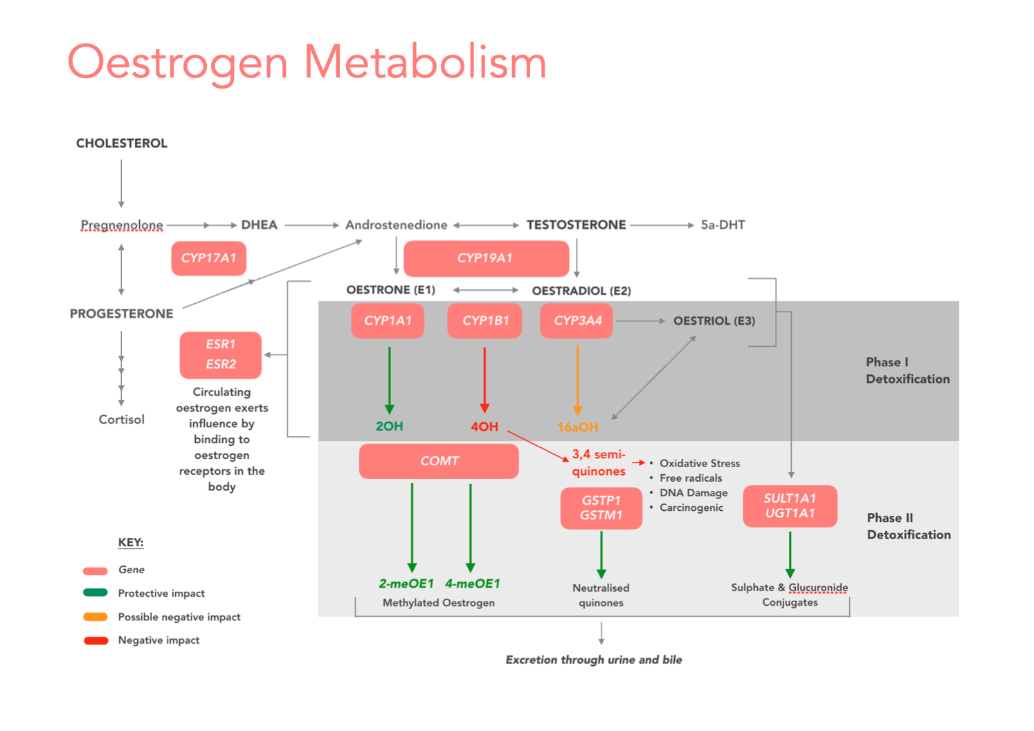 Oestrogen DNA pathways