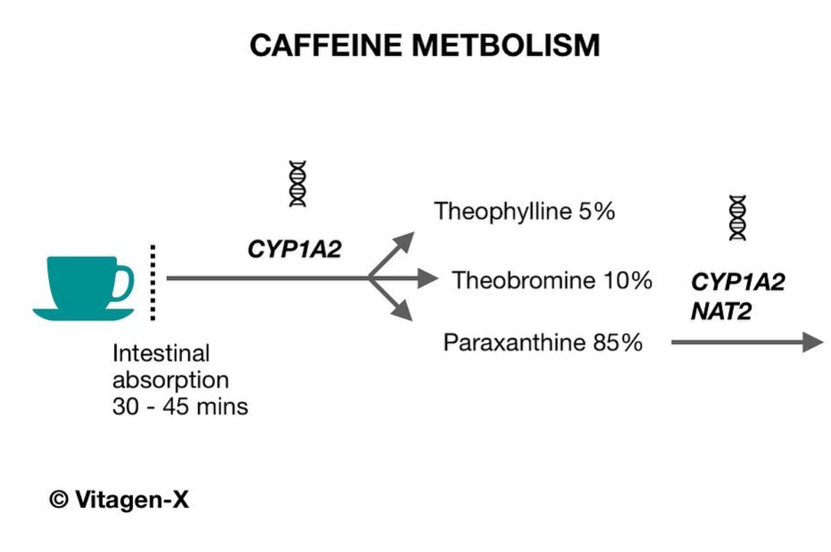 Caffeine metabolism diagram