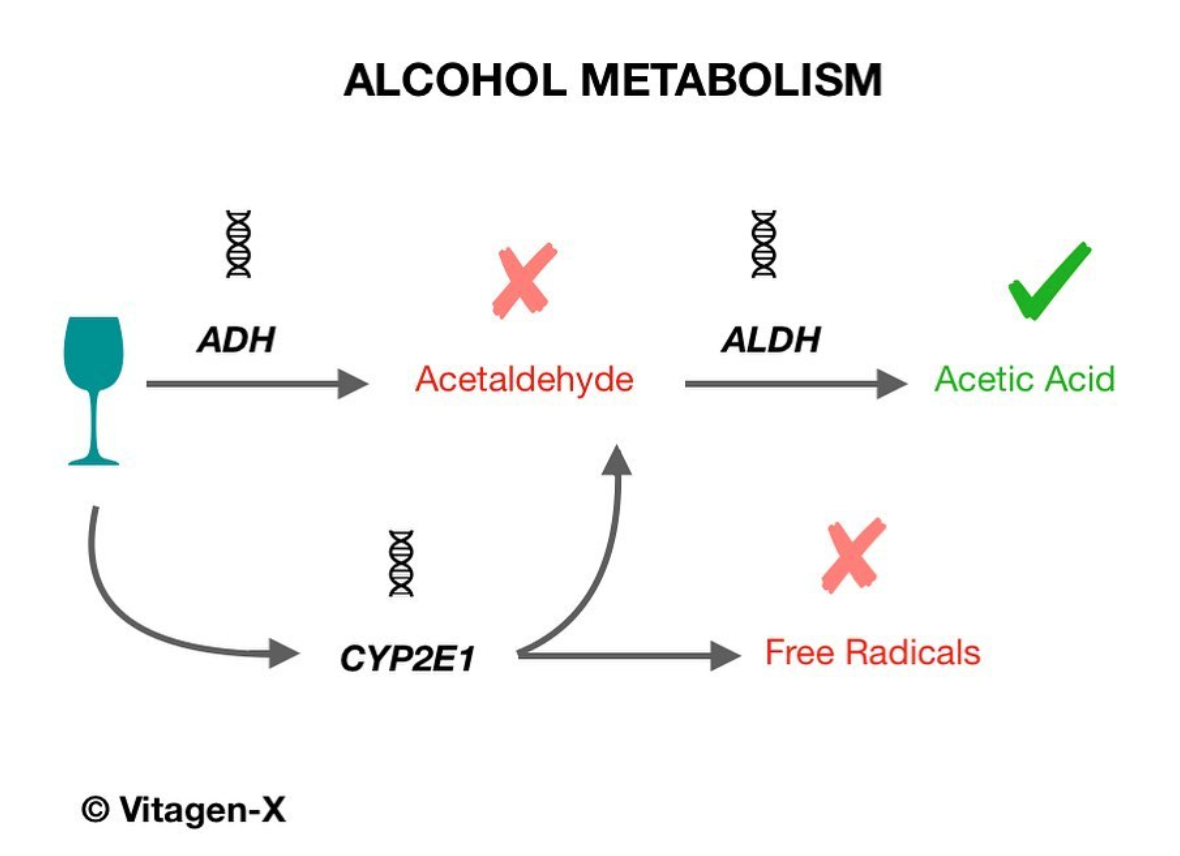 Alcohol metabolism genes